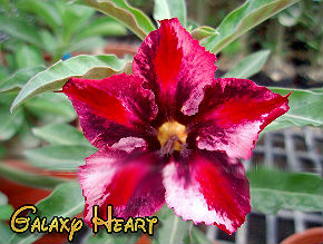 (image for) Adenium Seeds \'Galaxy Heart\' 5 Seeds